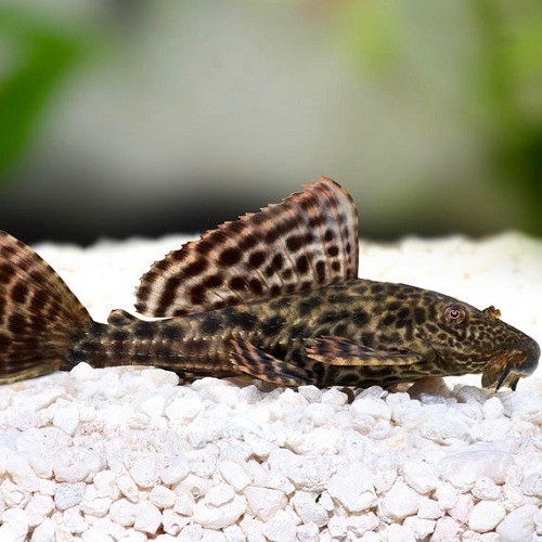 Hypostomus plecostomus  - Saugmaulwels